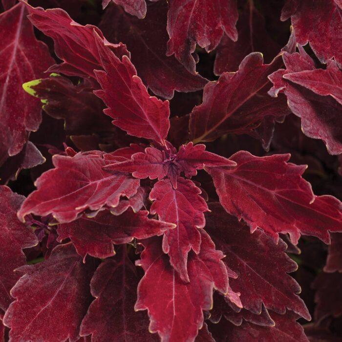 COLEUSROYALECHERRYBRANDYPL.jpg