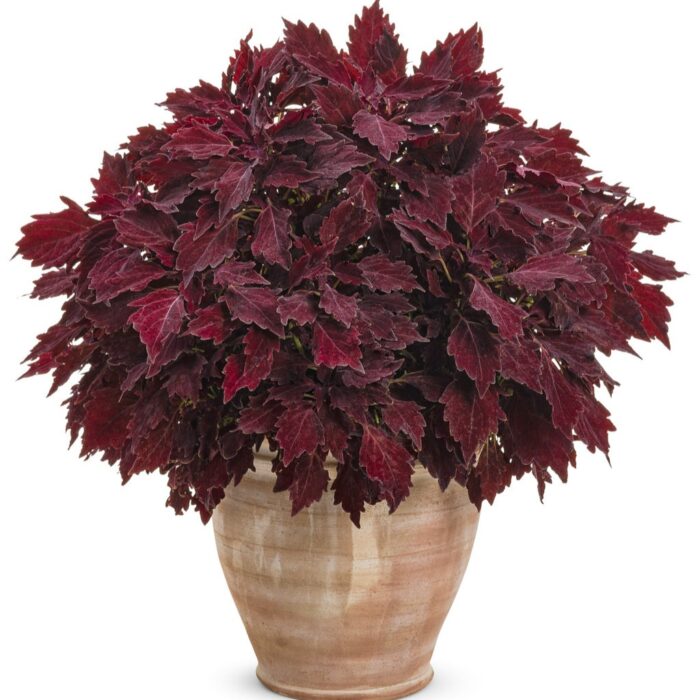 COLEUS Royale Cherry Brandy - Image 2