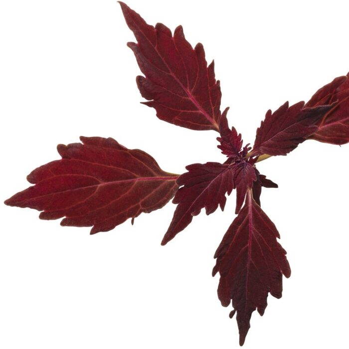 COLEUS Royale Cherry Brandy - Image 3
