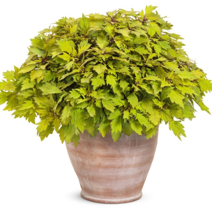 COLEUS Royale Pineapple Brandy - Image 2