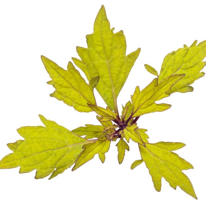 COLEUS Royale Pineapple Brandy - Image 3
