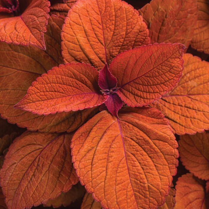 COLEUSSEDONASUNSETPL.jpg