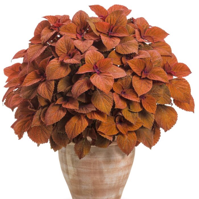COLEUS Sedona Sunset - Image 3