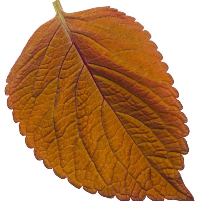 COLEUS Sedona Sunset - Image 2