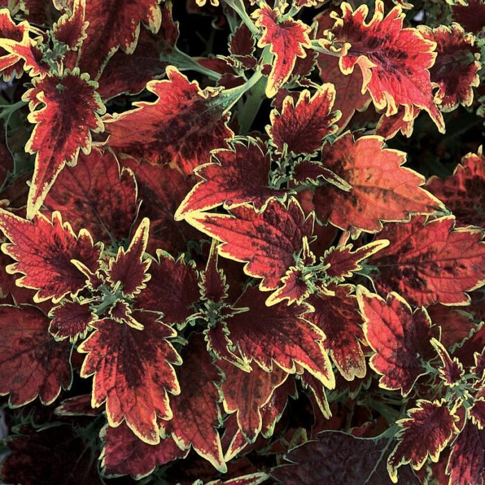 COLEUS Sky Fire - Image 2