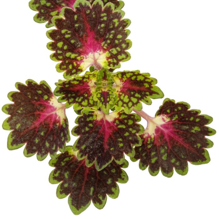 COLEUS Strawberry Drop - Image 4