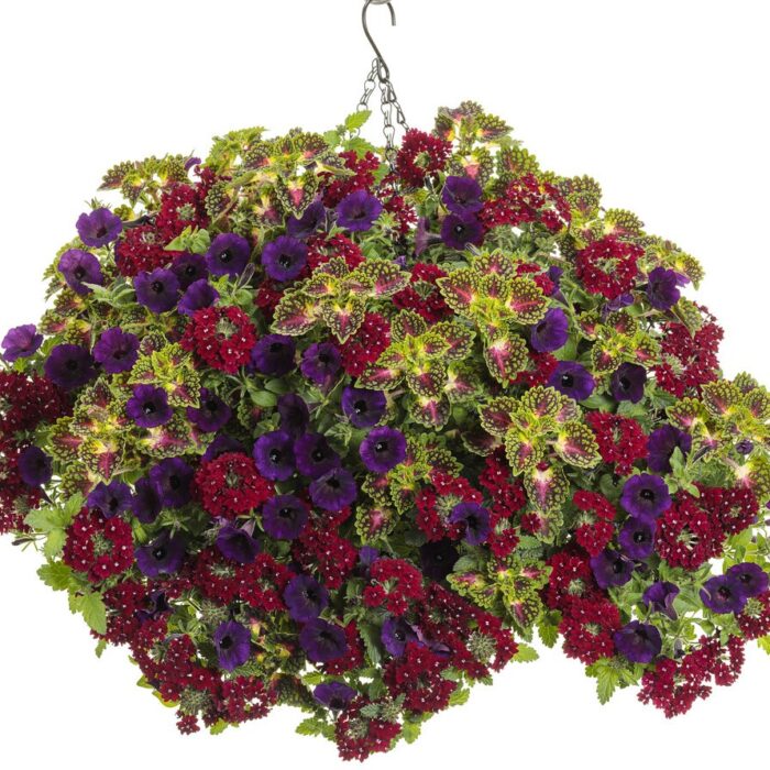 COLEUS Strawberry Drop - Image 2