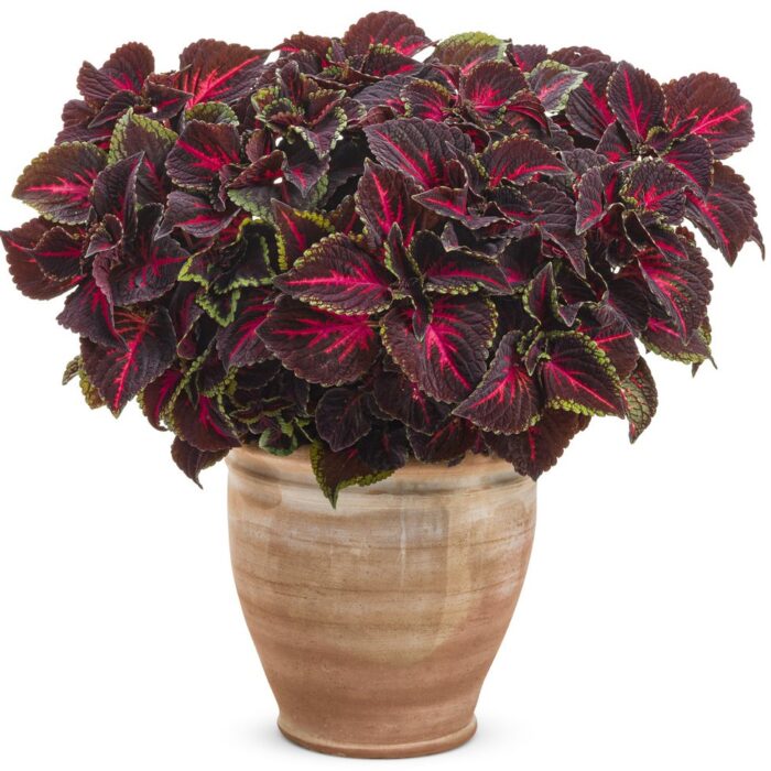 COLEUS Torchlight - Image 2