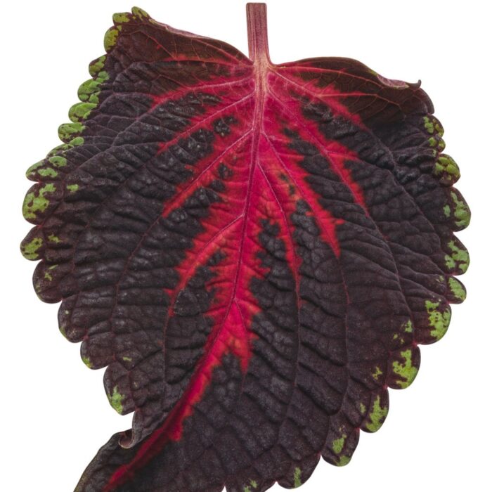 COLEUS Torchlight - Image 3