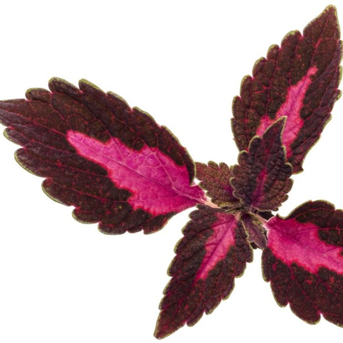 COLEUS Velveteen - Image 3