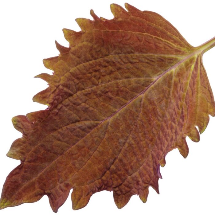 COLEUS Wicked Hot - Image 2