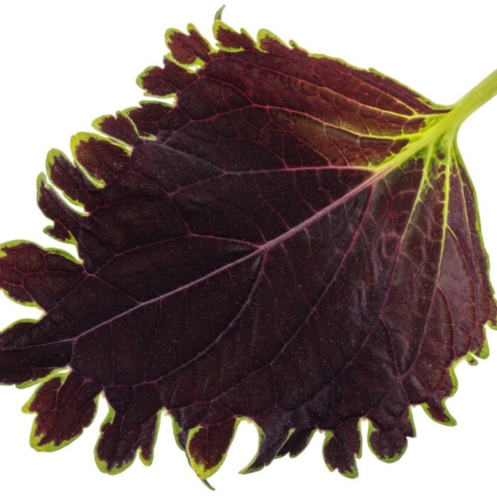 COLEUS Wicked Witch - Image 3