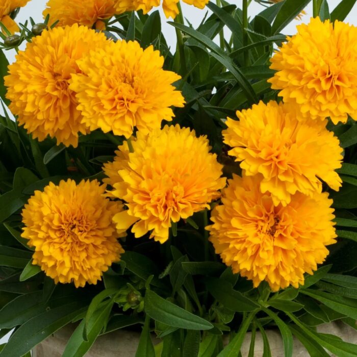 COREOPSIS Golden Sphere - Image 2