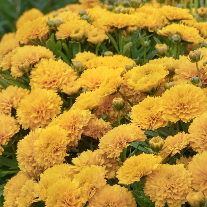 COREOPSIS Golden Sphere - Image 3