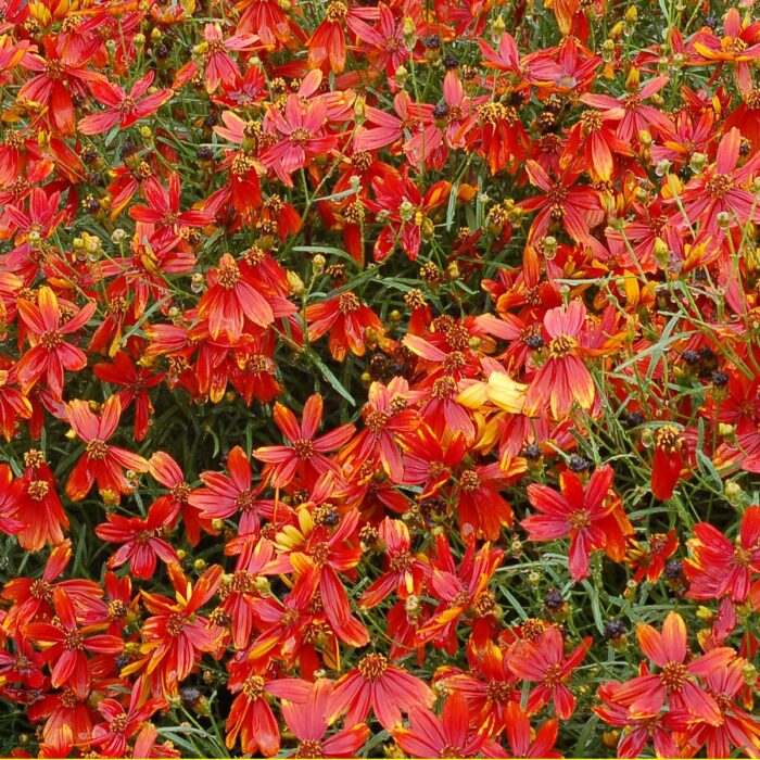 COREOPSIS Lady Bird - Image 3