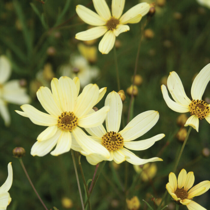 COREOPSIS Moonbeam - Image 2