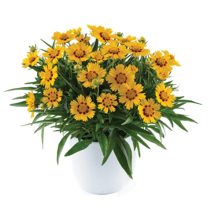 COREOPSISSOLANNABRIGHTTOUCHPL_1.jpg COREOPSIS SOLANNA Bright Touch - Image 2