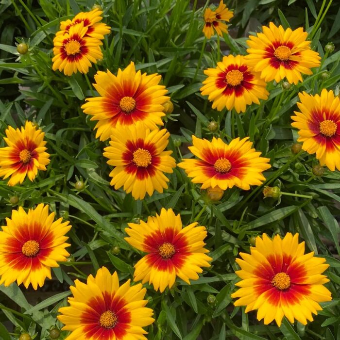 COREOPSISSOLANNASUNSETBRIGHTPL.jpg
