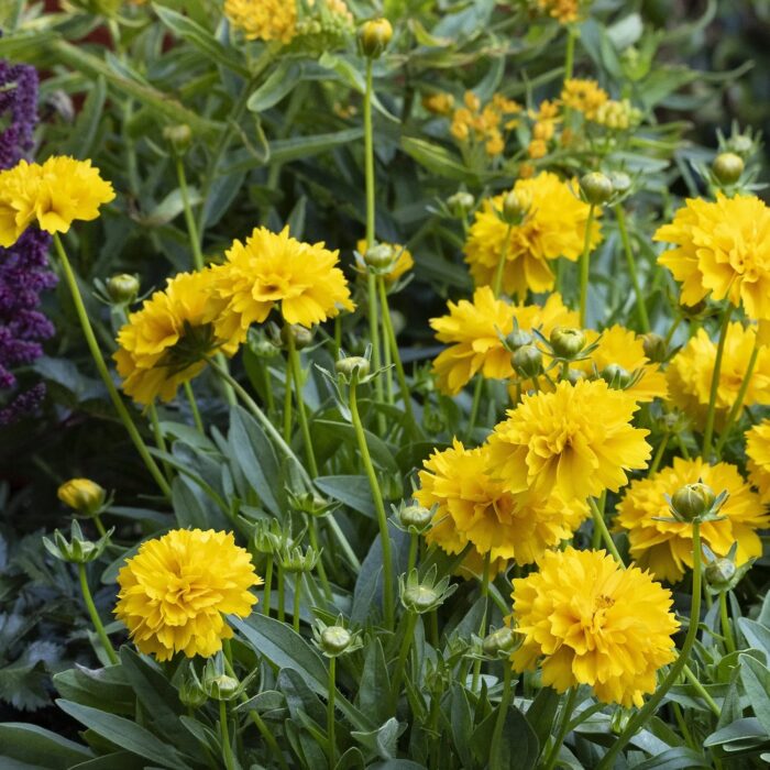 COREOPSISSOLANNASUNSHINEPL_1.jpg COREOPSIS SOLANNA Sunshine - Image 2