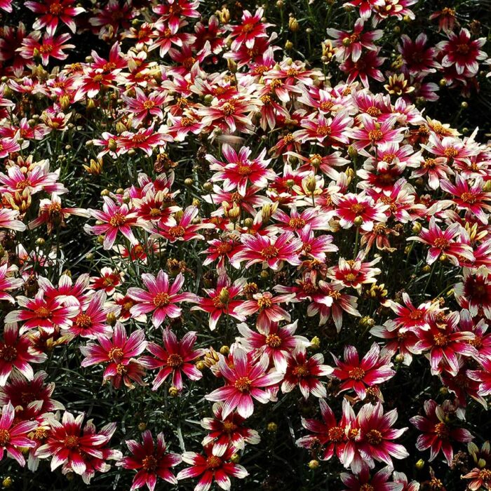 COREOPSISSUNSTARROSEPL_1.jpg COREOPSIS SUNSTAR Rose - Image 3