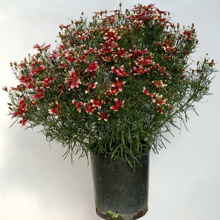 COREOPSISSUNSTARROSEPL_2.jpg COREOPSIS SUNSTAR Rose - Image 2