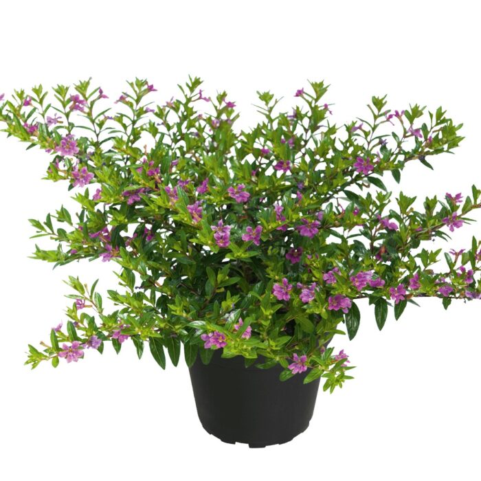 CUPHEA Cuppy Violet - Image 2