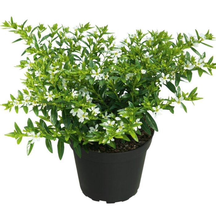 CUPHEA Cuppy White - Image 2