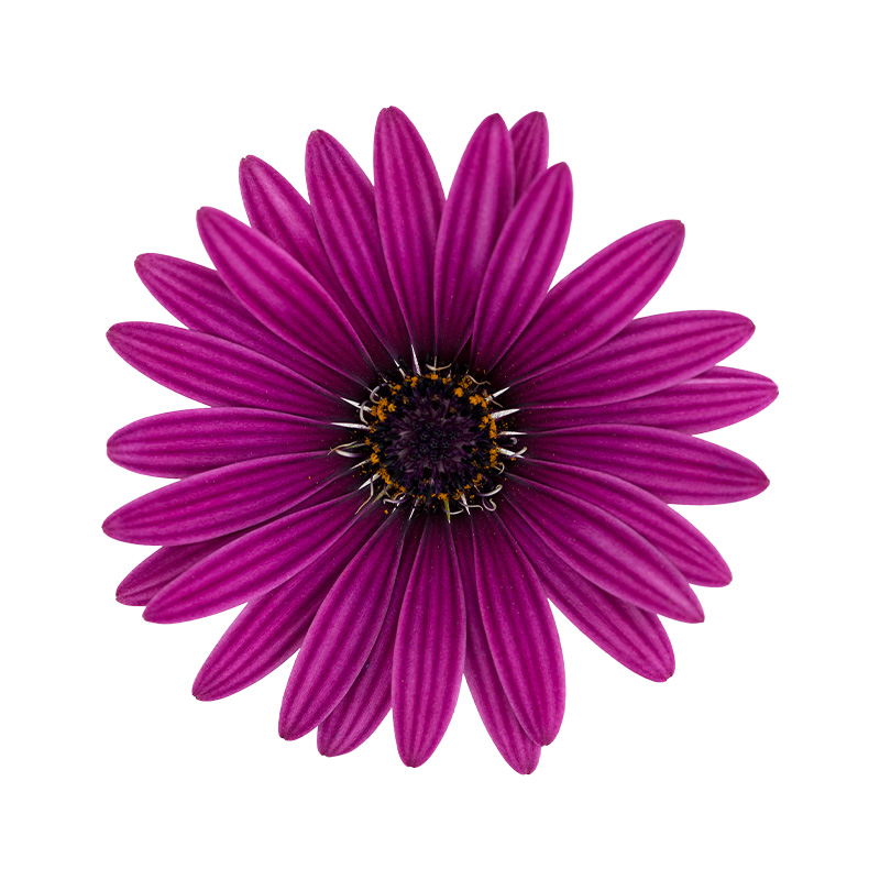Cape-Daisy-Zanzibar-Antique-Purple