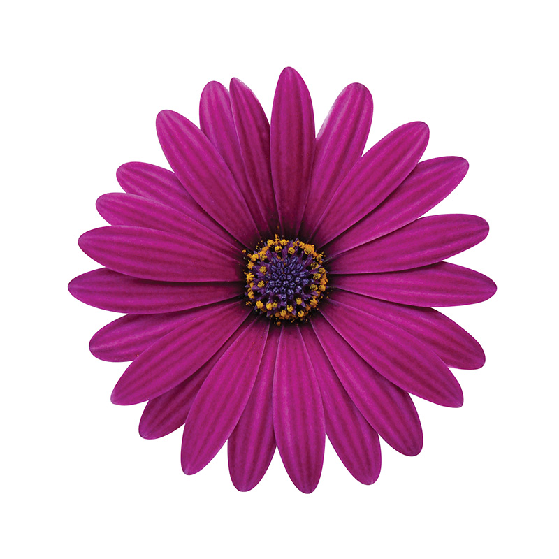 Cape-Daisy-Zanzibar-Burgundy