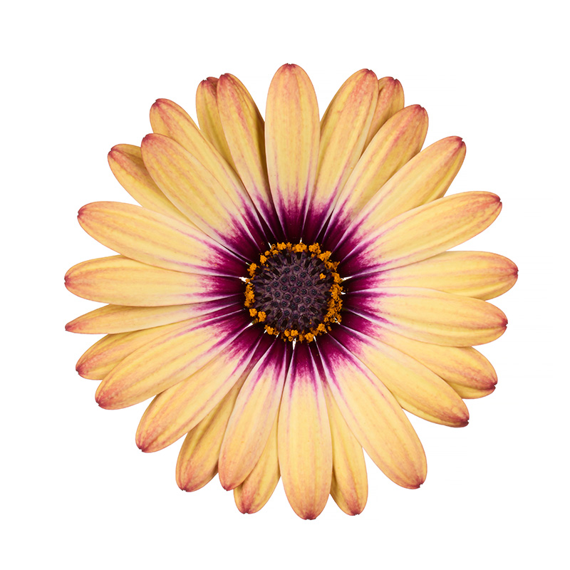 Cape-Daisy-Zanzibar-Painted-Desert-4020077