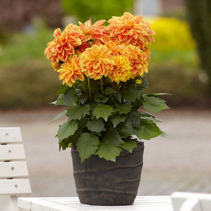 DAHLIADAHLIETTASELECTKELLYPL_1.jpg DAHLIA DAHLIETTA SELECT Kelly - Image 4