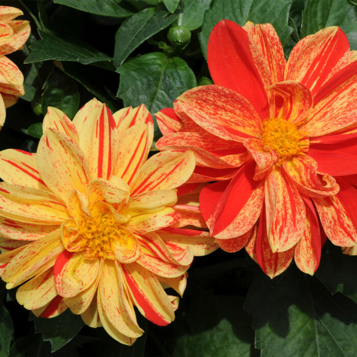 DAHLIADAHLIETTASELECTKELLYPL_2.jpg DAHLIA DAHLIETTA SELECT Kelly - Image 3