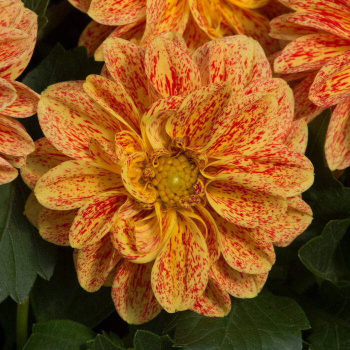 DAHLIADAHLIETTASELECTKELLYPL_3.jpg DAHLIA DAHLIETTA SELECT Kelly - Image 2
