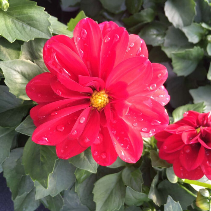 DAHLIADAHLIETTASELECTPATTYPL_1.jpg DAHLIA DAHLIETTA SELECT Patty - Image 4