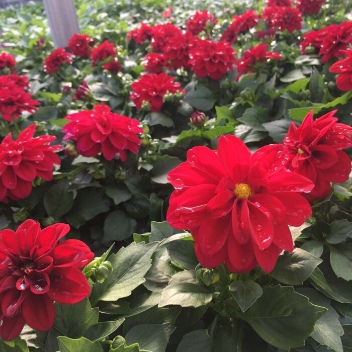 DAHLIADAHLIETTASELECTPATTYPL_2.jpg DAHLIA DAHLIETTA SELECT Patty - Image 3
