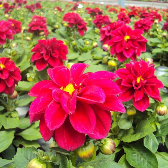DAHLIADAHLIETTASELECTPATTYPL_3.jpg DAHLIA DAHLIETTA SELECT Patty - Image 2
