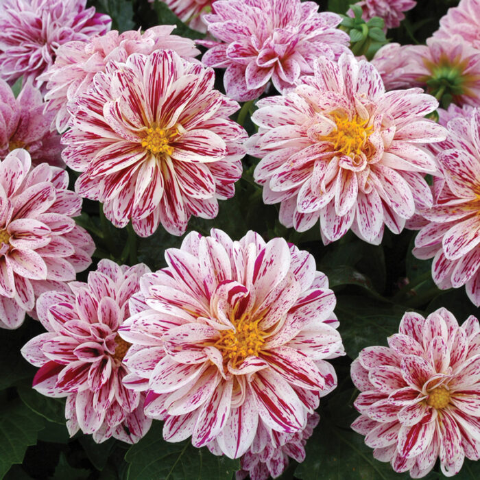 DAHLIA DAHLIETTA SELECT Paula - Image 3