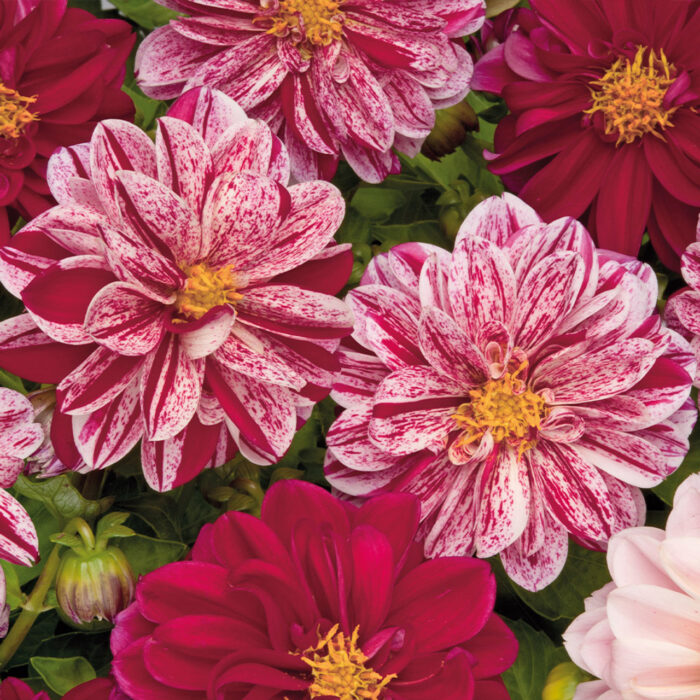 DAHLIA DAHLIETTA SELECT Paula - Image 2