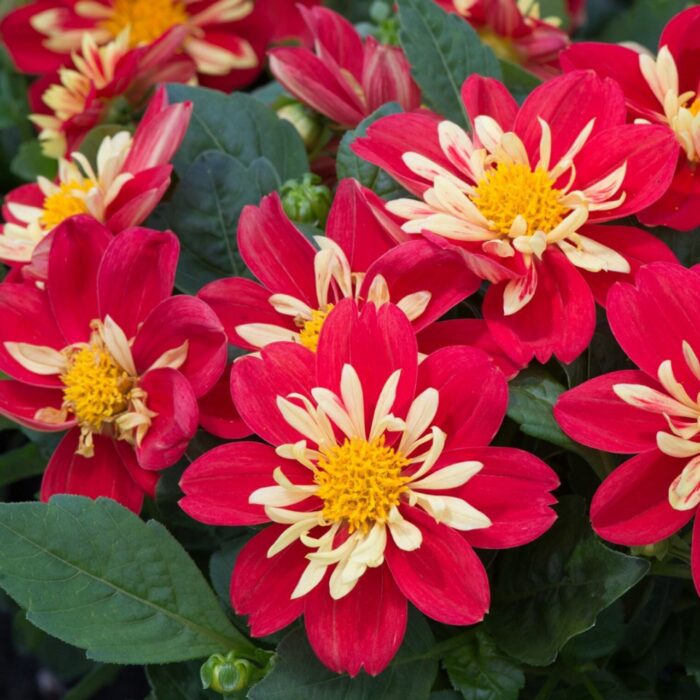 DAHLIA DAHLIETTA SURPRISE Cindy - Image 3