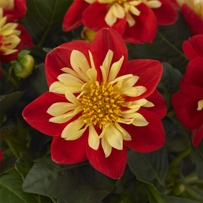 DAHLIA DAHLIETTA SURPRISE Cindy - Image 4