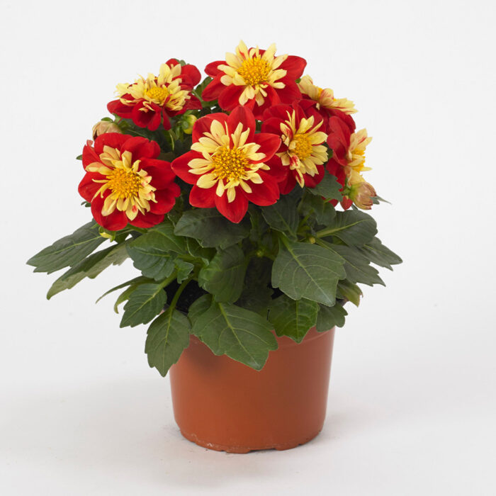 DAHLIA DAHLIETTA SURPRISE Cindy - Image 2