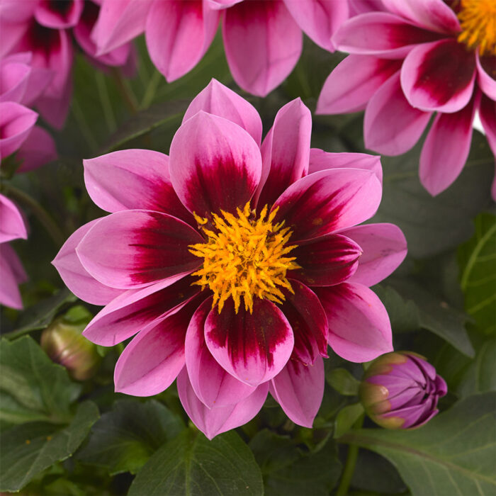 DAHLIA DAHLIETTA SURPRISE Dami - Image 3