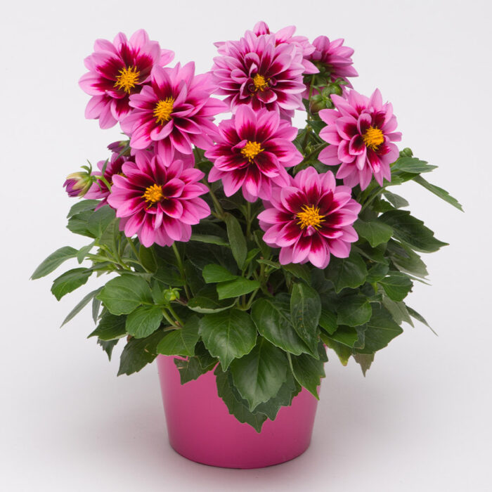 DAHLIA DAHLIETTA SURPRISE Dami - Image 2