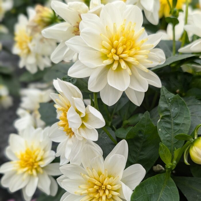 DAHLIADAHLIETTASURPRISEELSAPL_1.jpg DAHLIA DAHLIETTA SURPRISE Elsa - Image 2