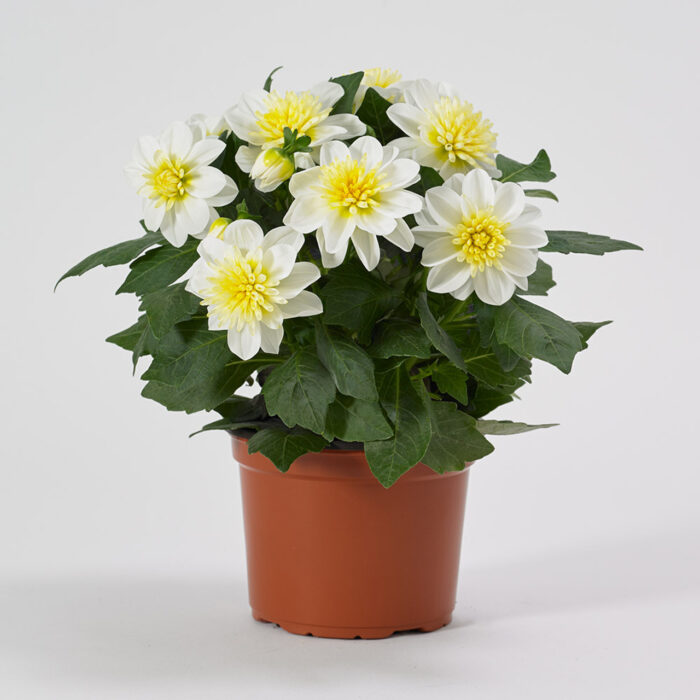 DAHLIADAHLIETTASURPRISEELSAPL_2.jpg DAHLIA DAHLIETTA SURPRISE Elsa - Image 3
