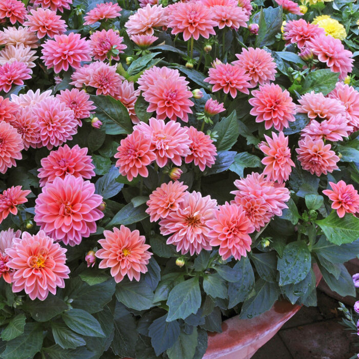 DAHLIA DAHLIETTA SURPRISE Lily - Image 2