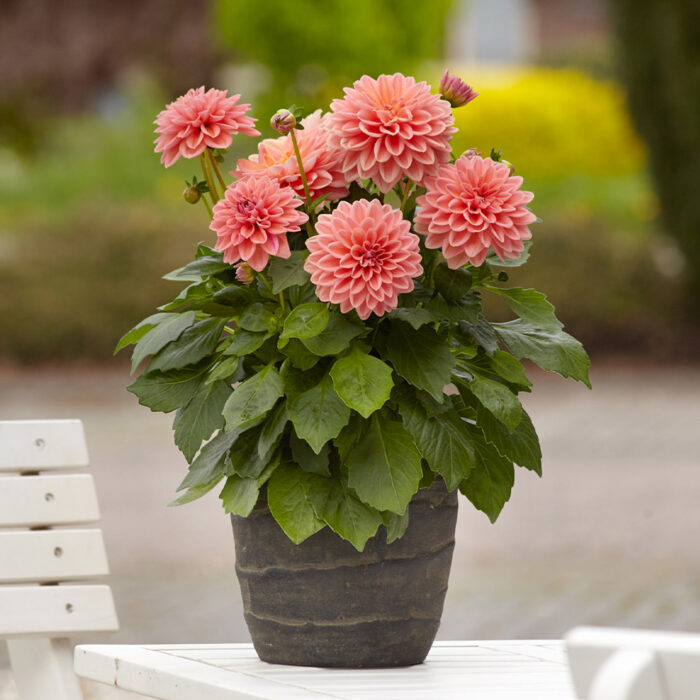 DAHLIA DAHLIETTA SURPRISE Lily - Image 3