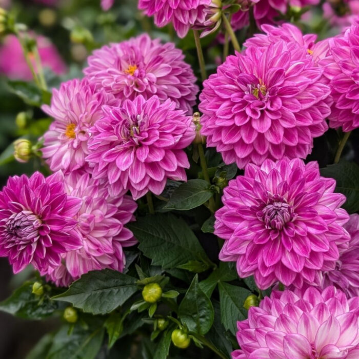 DAHLIA DALINA MAXI Cadena - Image 3