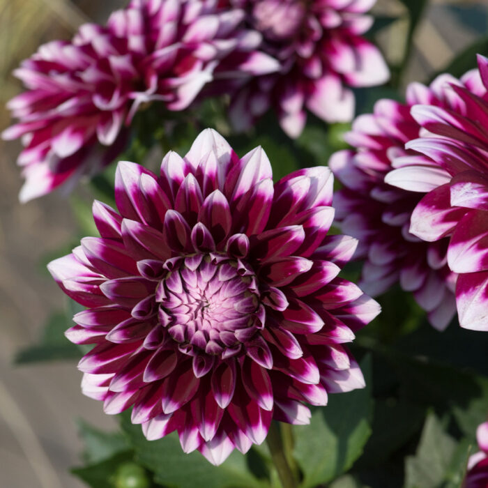 DAHLIADALINAMAXICANCUNPL_1.jpg DAHLIA DALINA MAXI Cancun - Image 2
