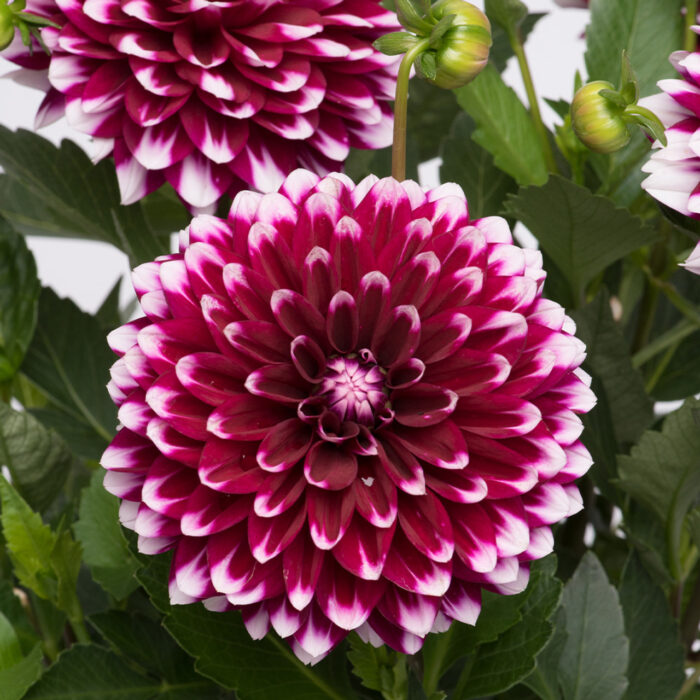 DAHLIADALINAMAXICANCUNPL_2.jpg DAHLIA DALINA MAXI Cancun - Image 4
